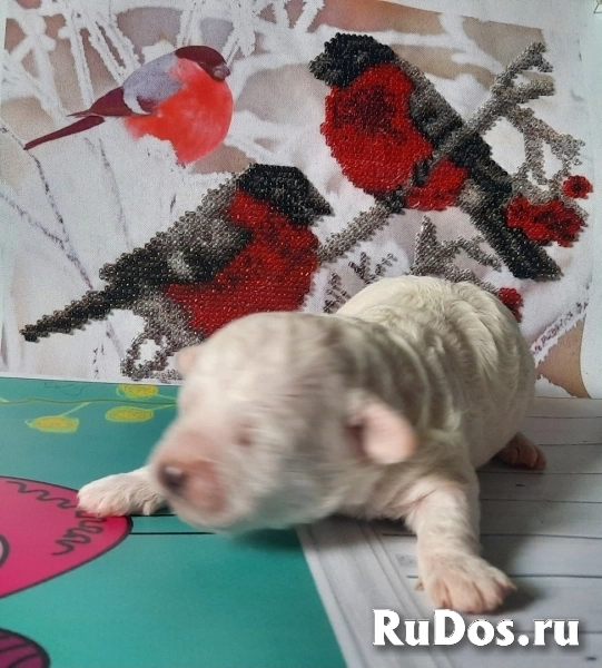 Бишон Фризе, щенки изображение 4