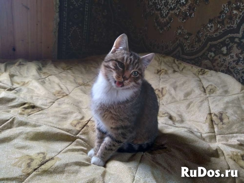 Сеня: без этого кота и жизнь не та! изображение 4