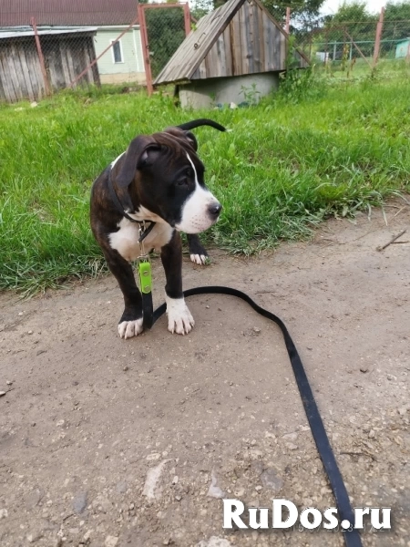 Шикарные щенки Амстаффа ркф фотка