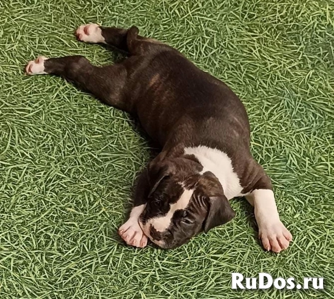 Тигровая малышка аст  ркф изображение 4