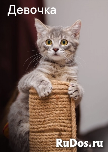 котята в добрые руки огромный выбор! фото