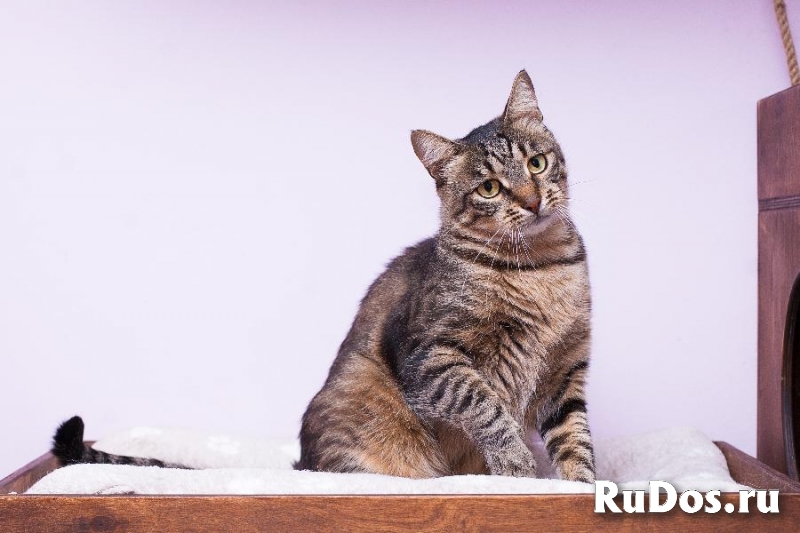 Кот Тишка в добрые ручки! изображение 3