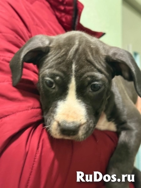 Голубая малышка Амстаффтерьера ркф изображение 7