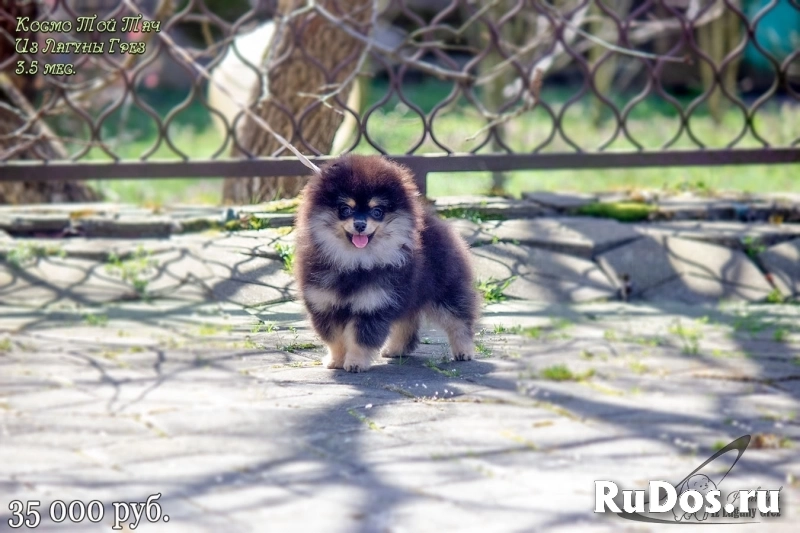 Супер шпицы для Вас! изображение 3