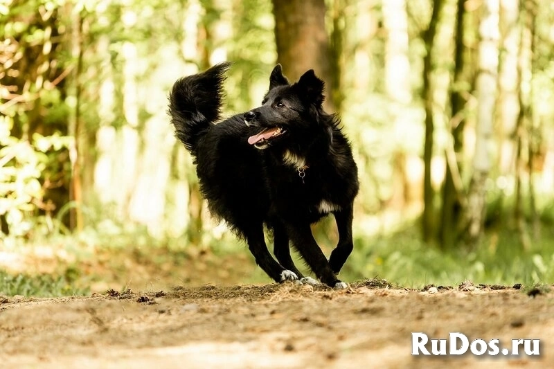 Красавица Рита в добрые руки. изображение 11