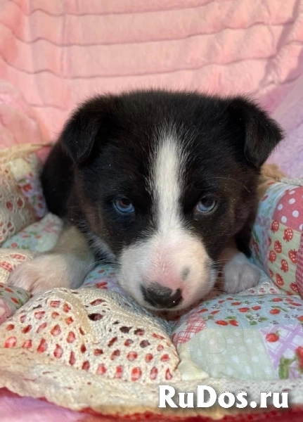 Голубоглазый красавчик - щенок Сармат в добрые руки! изображение 6