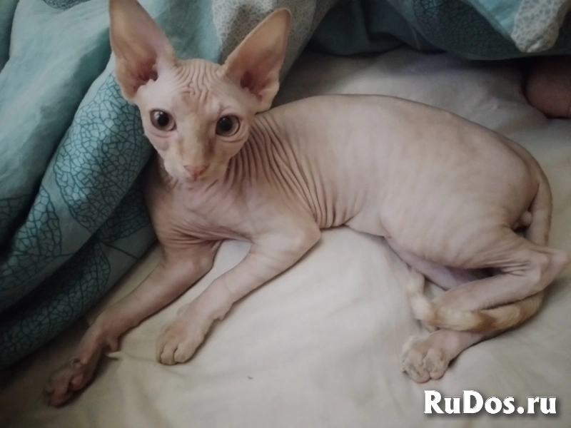 Котята канадского сфинкса фотка