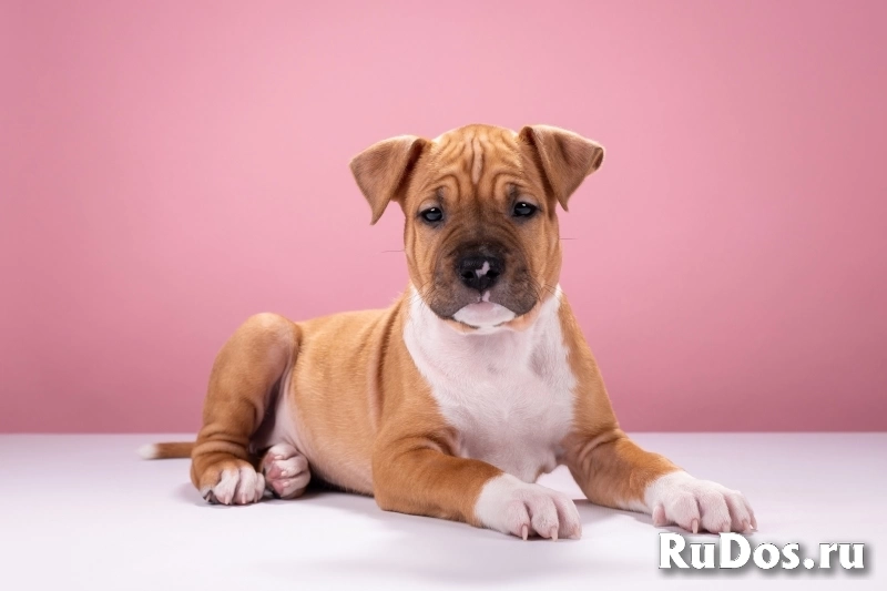 Красивые мальчики и девочки Амстаффтерьера 2 месяца ркф изображение 12