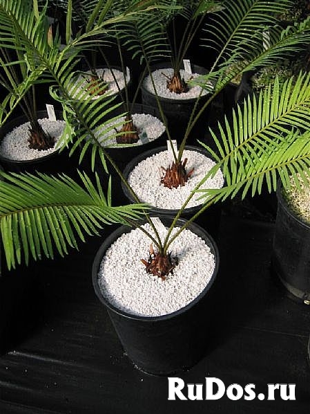 Агроперплит фото