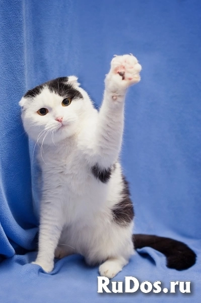 Добрая ласковая вислоухая кошка Ксюшенька ищет дом фотка