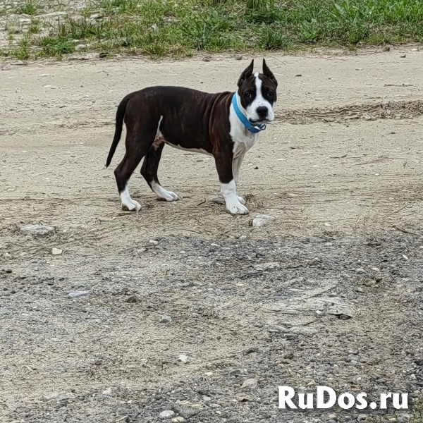 Красивая девочка Амстаффтерьера ркф изображение 10