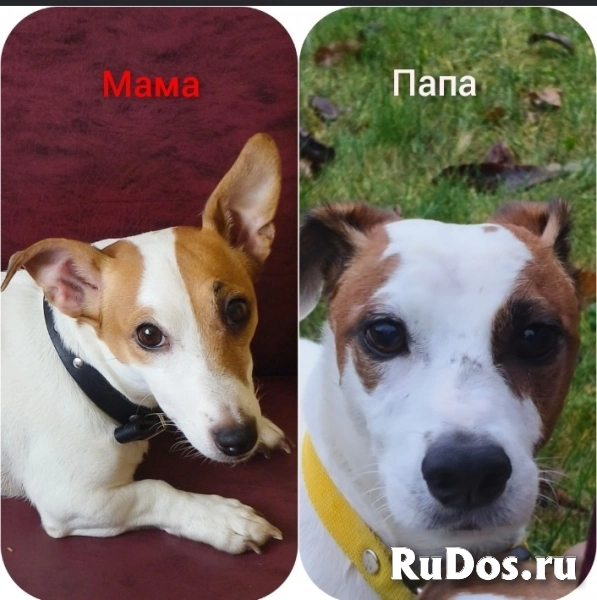 Щенки Джек Рассел изображение 4