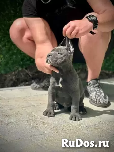 Щенки кане корсо обоих полов изображение 8