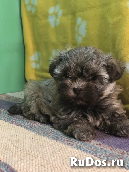 Продаются щенки русской цветной болонки изображение 7