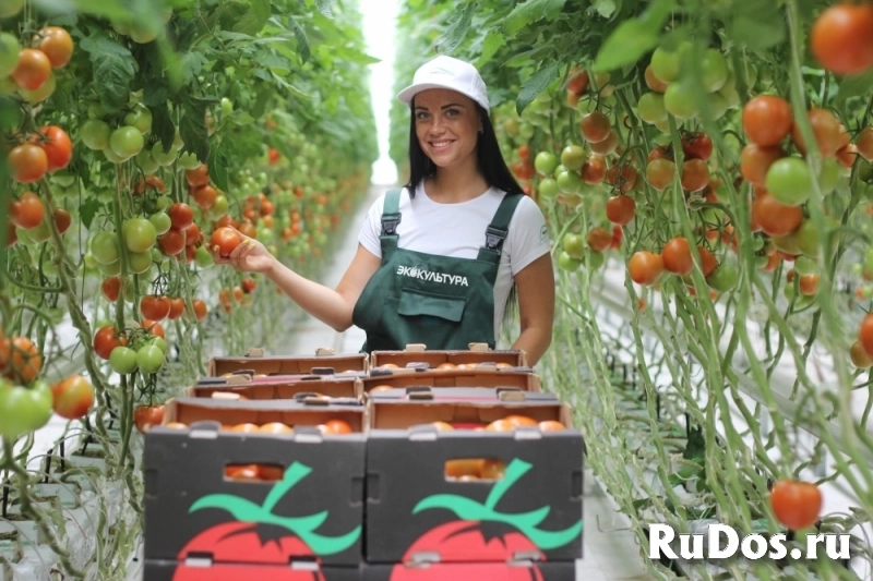 Овощеводы фото