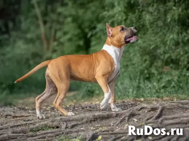 Красивая сука Амстаффа 5 месяцев изображение 8