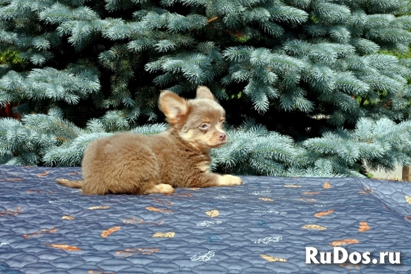 Милые мальчики мини и мелкий стандарт Чихуахуа изображение 10