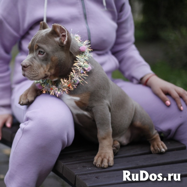 Щенки Американского булли (экзот, покет) изображение 4