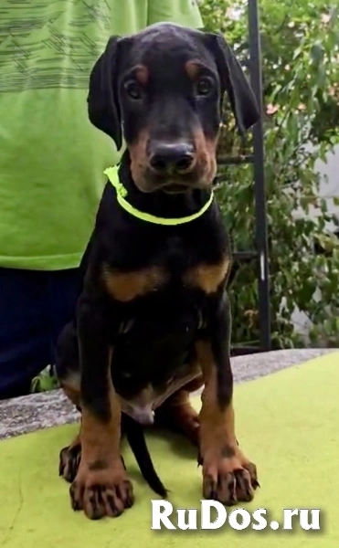 Щенки добермана – Чемпионская родословная изображение 3