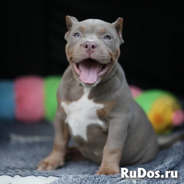 Щенки Американского булли (экзот, покет) изображение 5