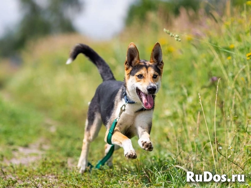 Веселый и жизнерадостный Скай в добрые руки! изображение 5