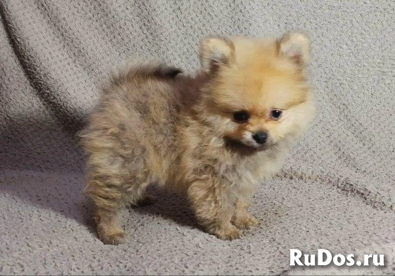 Щенки померанского шпица фото