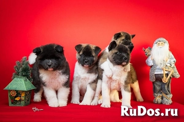 Американская акита изображение 9