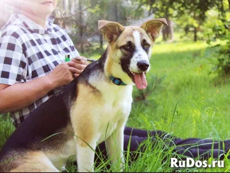 очень классная собака Мира , ищет срочно дом. фото