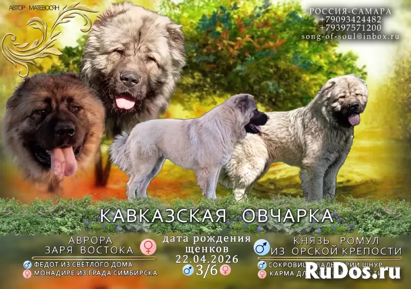 Кавказская овчарка щенки изображение 5