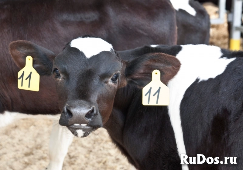 Крупное с/х предприятие приглашает на работу ВОДИТЕЛЯ (КАМАЗ) фотка