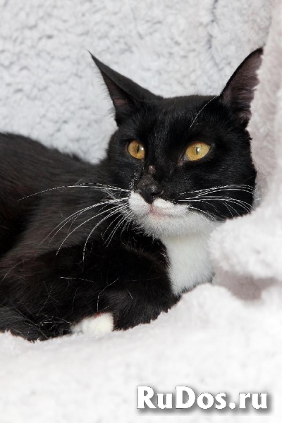 Забавный котик-подросток Джек, ищет свою семью! изображение 9