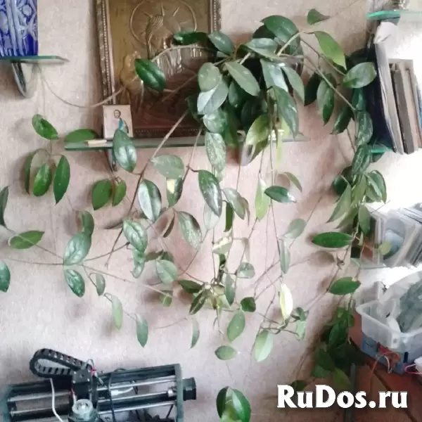 , купить растения фотка