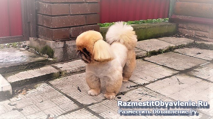 Стрижка собак и кошек без наркоза фотка