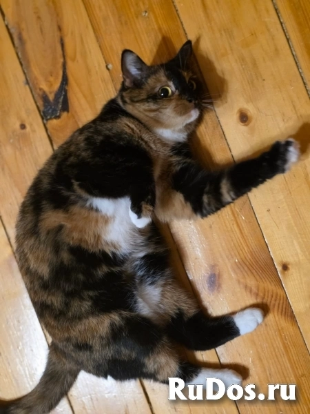 Веста. Москва фотка