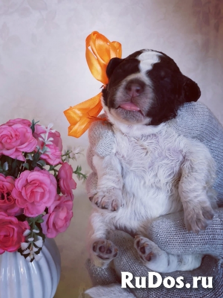 Щенки Лаготто Романьоло изображение 10