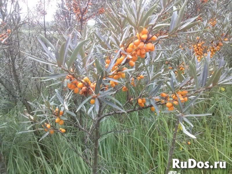 Облепиха фотка