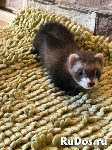 Продаю хорьков изображение 10