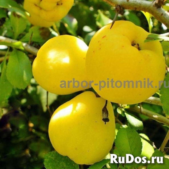 Плодовые деревья и плодовые крупномеры (большемеры) взрослые дере фотка