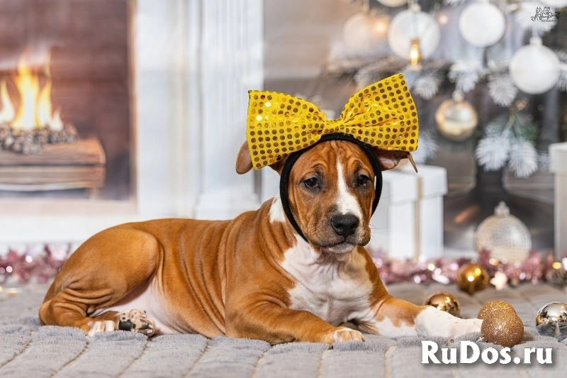 Милая девочка Амстаффтерьера для души изображение 7