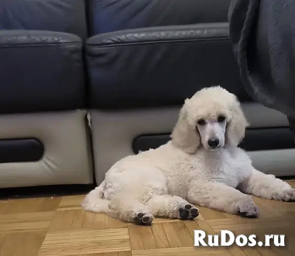 Стандартный пудель изображение 3