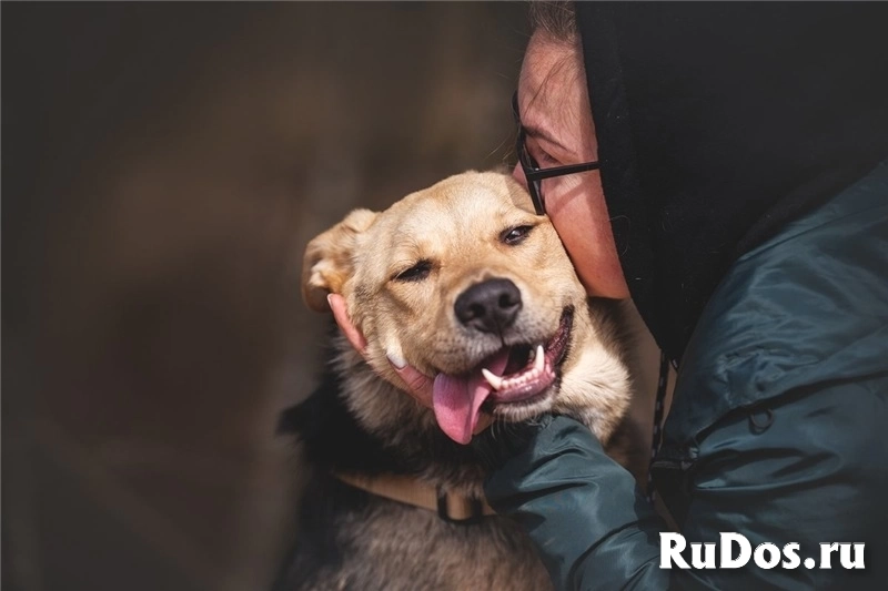 Чудесный пёс Дэнвер в добрые руки. изображение 5