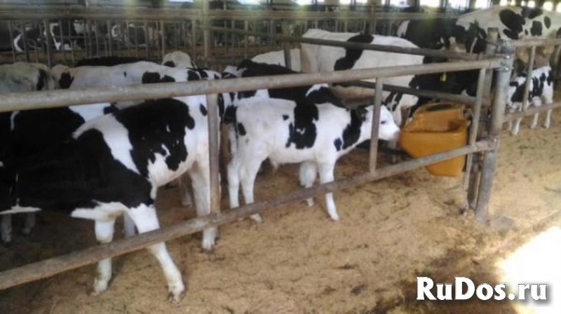 Телята бычки и телочки мясной породы доставка бесплатно изображение 5