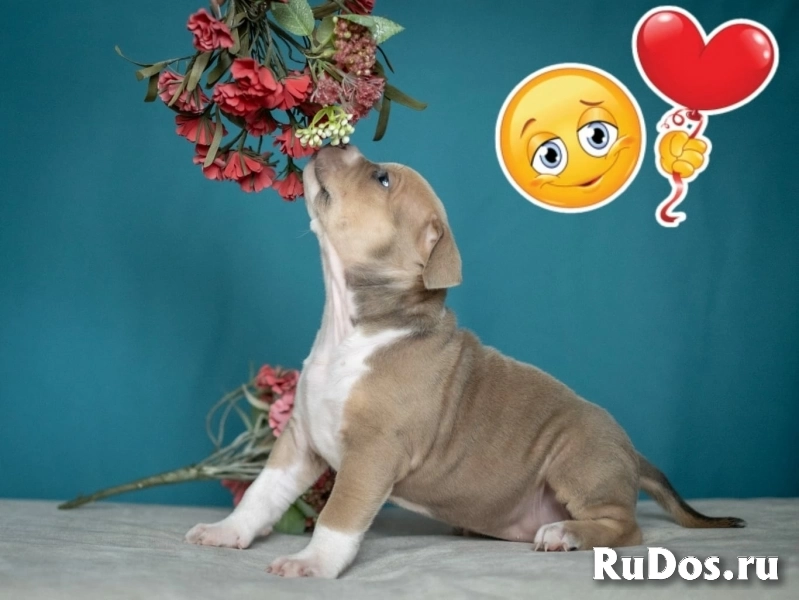 Девочки Амстаффтерьера ркф изображение 8