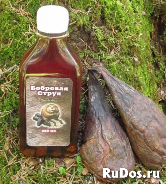 Кастореум фото