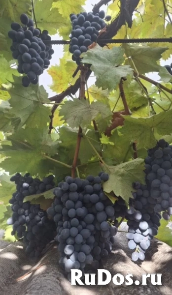 , купить растения фото