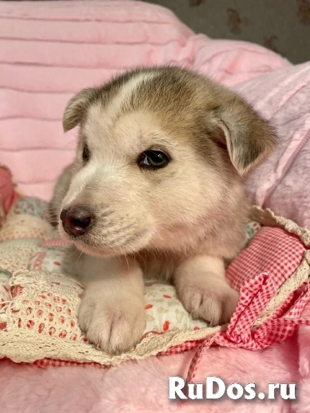 Очаровательный щенок Барни в самые добрые руки! изображение 4