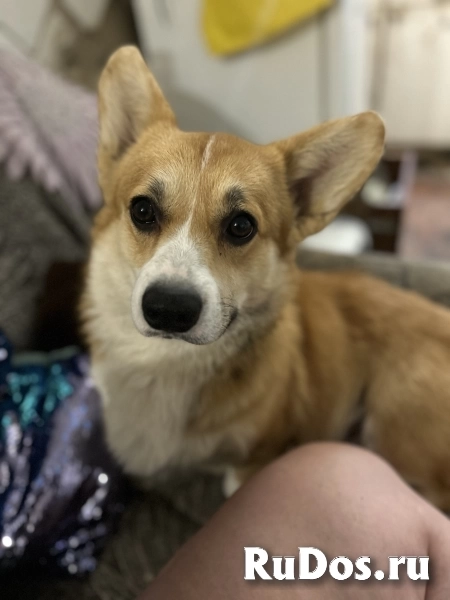 пропала собака!!!!! фото