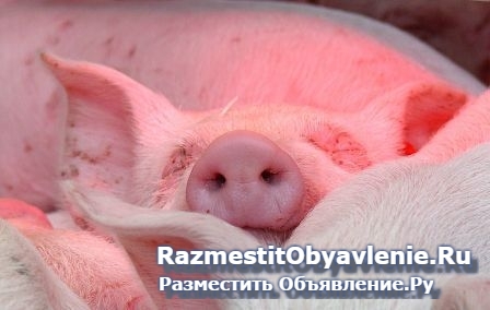 Кормовые ингредиенты для с/х животных и птиц, рыб изображение 4