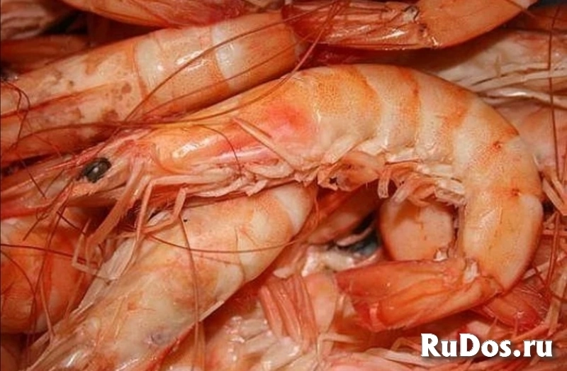 Тунец консервированный из Ирана изображение 3