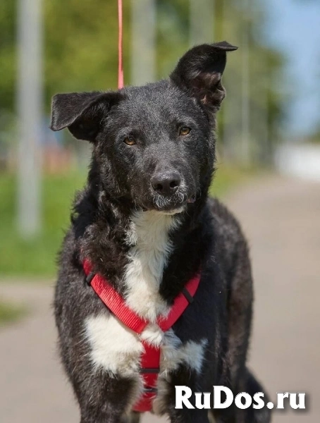 Ночка - очень добрая и очень “своя”. Та, с кем легко и радостно каждый день. изображение 7